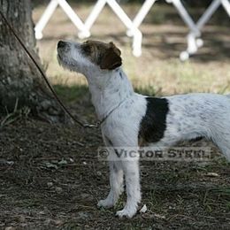 Jack Russell Terriers from Cedar Grove Jack Russell Terriers