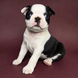 AKC Trixie - Black brindle and white female Boston Terrier puppy in Galena, Kansas from RottNBostons