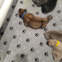 Blue collar male - Red male Cane Corso puppy in Westerville, Ohio from Elite Empire Cane Corso