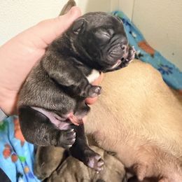Brindle boy 2 - Brindle and white male French Bulldog puppy in Washington, Pennsylvania from Crooked Pine French Bulldogs
