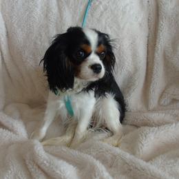 Cavalier King Charles Spaniel Puppies from Nine Mile Cavaliers