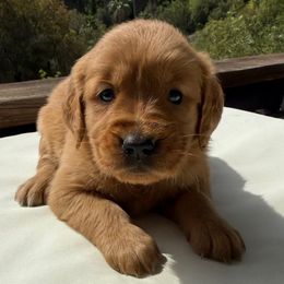 Latte - Dark golden female Golden Retriever puppy in San Jacinto, California from Golden Retriever Puppy Bliss
