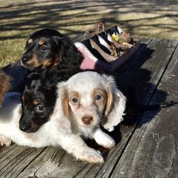 Dachshund Puppies from 1 Moore Dachshund