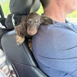 Czar - Dachshund