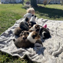 Collie Puppies from Jolly Collies