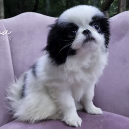 Fiona - Black and white female Japanese Chin puppy in Johnson City, Tennessee from Erin & Friends Japanese Chin