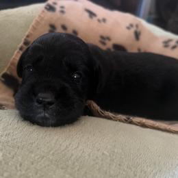 Frank - Bicolor - male Golden Mountain Dog puppy in Colorado Springs, Colorado from Bastian Mountain Dogs