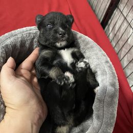 Mini Momma - Tri-color female Pomsky puppy in Brooklyn, Connecticut from Michelle's Pomskies