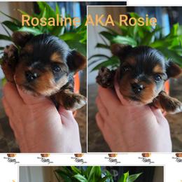 Rosaline aka Rosie - Black and tan female Yorkshire Terrier puppy in Moses Lake, Washington from Harmony Hills Yorkies