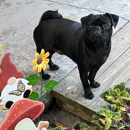 Els - Pug