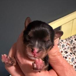 BT girl 1 - Black and tan female Cavalier King Charles Spaniel puppy in Queen Creek, Arizona from Andresen's Cavaliers
