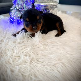 Buzz - Black and mahogany male Rottweiler puppy in Denver, Colorado from DR