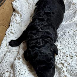Johnny Cash - Black male Labradoodle puppy in Kingston, Georgia from CC Familydoodles