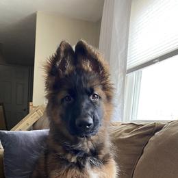 German Shepherd All Grown Up from Mächtiger Barkerheim German Shepherds