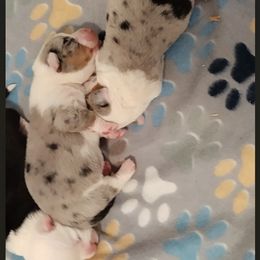 Girl 2 - Pembroke Welsh Corgi puppy from Victory Crown