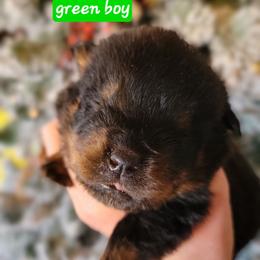 Green boy - Black and mahogany male Rottweiler puppy in Custer County, Oklahoma from Rough Creek Kennels