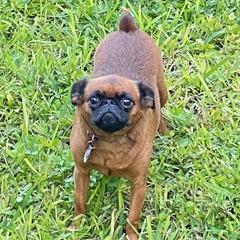 Daisy - Brussels Griffon