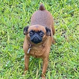 Daisy - Brussels Griffon