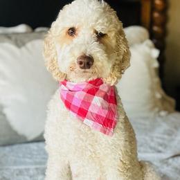 Hazel - Poodle