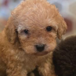 Cain - Apricot male Poodle puppy in Jarrell, Texas from Grapeshot Poodles & Doodles