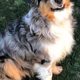 Australian Shepherds and Bichon Frises from The K Bar Ranch