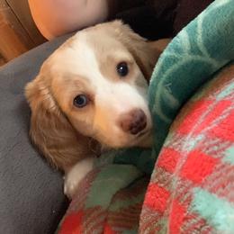 Dachshund Puppies from Sassafras Dachshunds