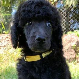 Poodles from Curly Cuddlers Kennel