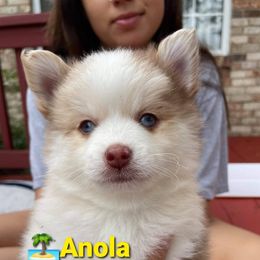 Anola - Pomsky