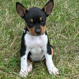 Betsy - Black white and tan female Rat Terrier puppy in Canandaguia, New York from Mary ann Whipple's Old Dominion Terriers
