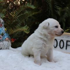 Berger Blanc Suisse Puppies from Apex Winters Wind