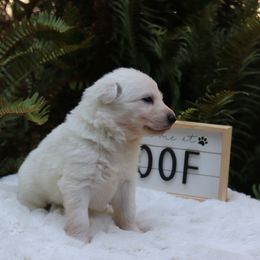 Berger Blanc Suisse Puppies from Apex Winters Wind