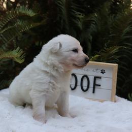 Berger Blanc Suisse Puppies from Apex Winters Wind