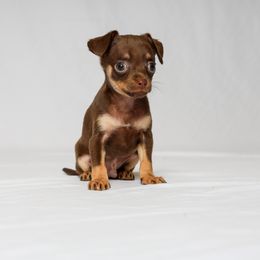 Oscar - Brown and tan male Russian Toy puppy in Citrus Heights, California from Domik of love