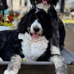 Bernedoodles, Cavalier King Charles Spaniels, Cavapoos, Goldendoodles, and Shihpoos from NC Doodle Puppies