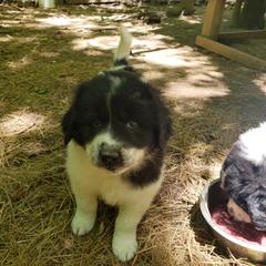 Karakachan puppies from Hilljack Farm