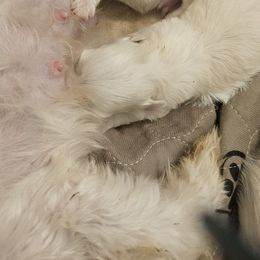 Cathy's boy - White and lemon male Maltese puppy in Carthage, Missouri from Cooley's Cuddle Pups