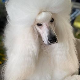 Japanese Chins and Poodles from My Pride Poodles & Japanese Chins