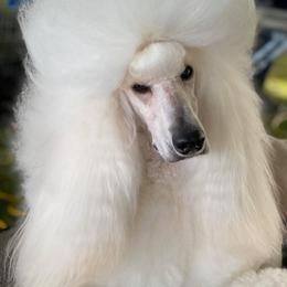 Japanese Chins and Poodles from My Pride Poodles & Japanese Chins