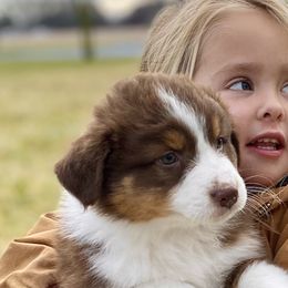 Australian Shepherds from Oak Haven Aussies