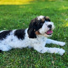 Savannah - Cavapoo