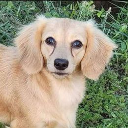 Dolly - Dachshund