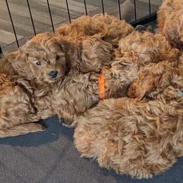 Bernedoodle and Goldendoodle Puppies from Valley View Doodles