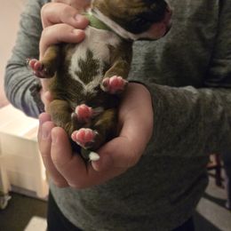 Boy 2 Lime Green - Boxer puppy from Seufzer's Boxers