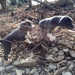 Mountain Cur Puppies from Walnut Ridge Mountain Curs