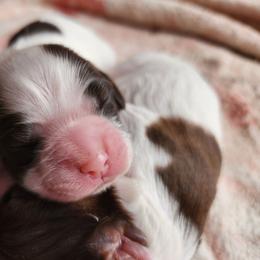 AKC Yahtzee - Brown and white female Cocker Spaniel puppy in New Market, Tennessee from Down in the Holler