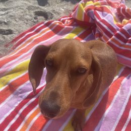 Tiki - Dachshund