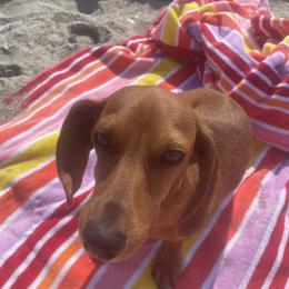 Tiki - Dachshund