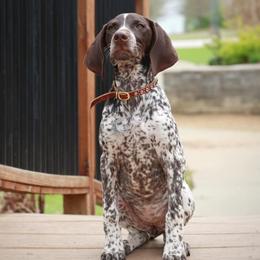 German Shorthaired Pointers from Interstellar GSPs