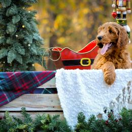 Goldendoodle Puppies from GoldenFido