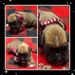Zoro - Fawn male Boxer puppy in Mountain Home, Idaho from LJK Boxers & Toy Aussies
